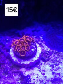 Morské korále - 5