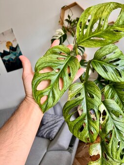 Monstera Adansonii Mint - 5
