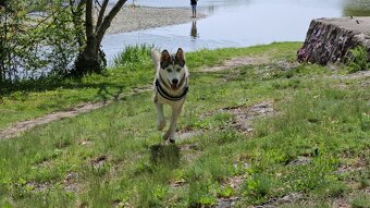 Sibírsky Husky na krytie - 5