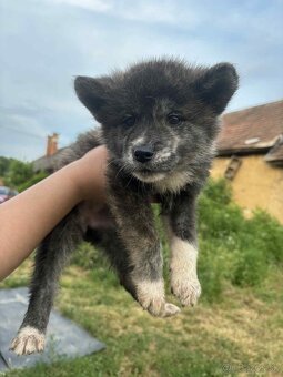 Šteniatka Akita Inu - 5