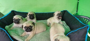 Mops - 5