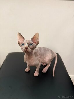 Don Sphynx - 5