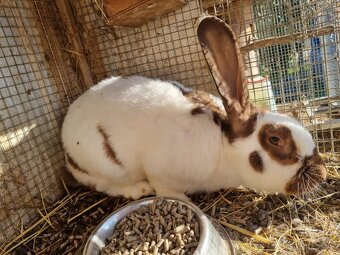 NOS .FRANCUZKY BARAN - 5