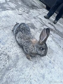 zajace (králiky) - 5