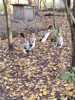 Indické bežce len káčery - 5