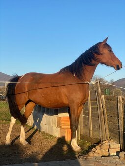 Krásna arabská kobylka na predaj - 5