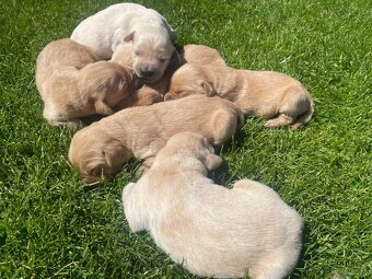 Zlatý Retriever - 5