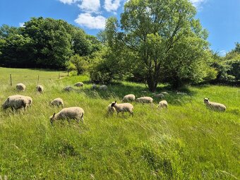 Clun forest - 5