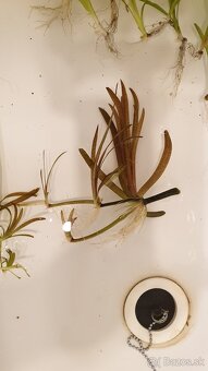 Vallisneria spiralis red - 5