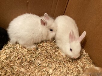 Zakrslý králik, zakrslý zajačik - 5