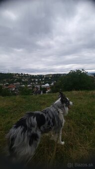 Border kolia-blue merle - 5