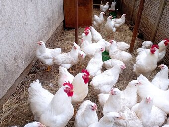 Plymutka biela násadové vajcia - 5