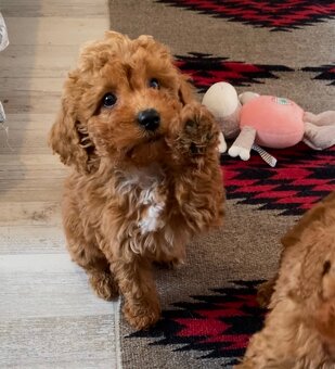 Pudel pudlik poodle - 5