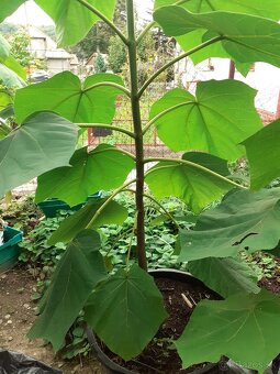 Cisarsky strom Paulownia a Aloe vera - 5