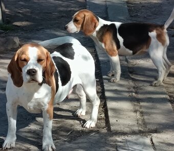Beagle, bigel, bigl bez PP - 5