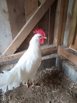 Leghorn - 5