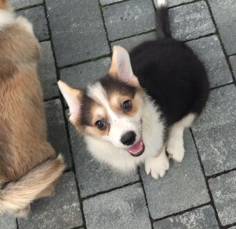 Welsh Corgi Pembroke - 5