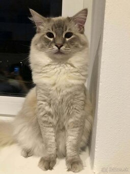 Kocúry ragdoll na krytie - 5