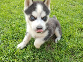 Šteniatka sibírsky husky - 5