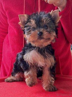 YORKSHIRE TERRIER - 5