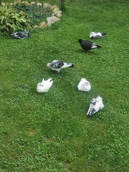 BIELE POŠTOVÉ HOLUBY - 5