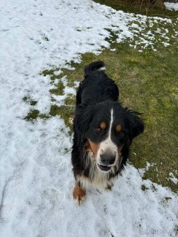 Bernský salašnícky pes - 5