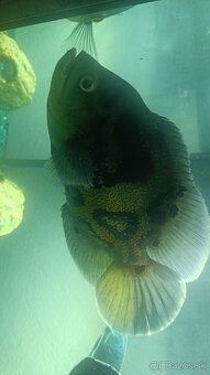 Astronotus ocellatus - 5