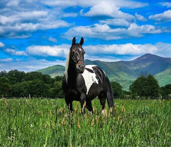 Výnimočná kobylka na predaj - 5