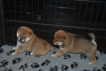 Shiba Inu- predaj šteniatok - 5