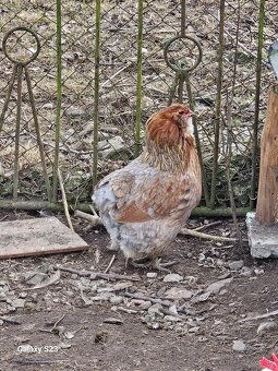 Predám nasadové vajíčka araucana - 5