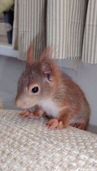 Veverička obyčajná Sciurus vulgaris - 5