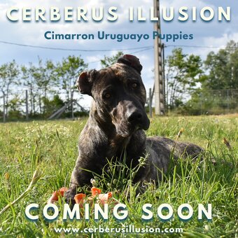 Uruguajský Cimarron s PP – rezervácia šteniatok - 5