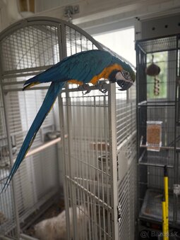 ARA ARARAUNA  samec - Teraz  zlava : -200,- EUR - 5