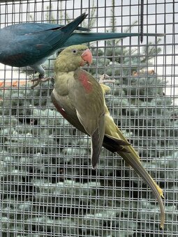 Alexander velký mutacia - 5