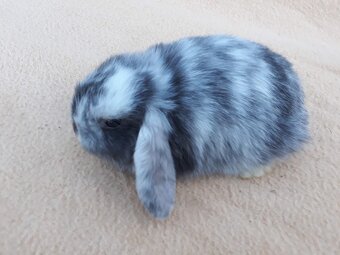 Zakrslý baranček - 5