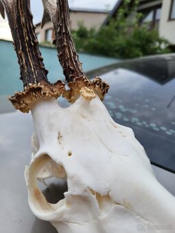 Úprava trofejí - 5