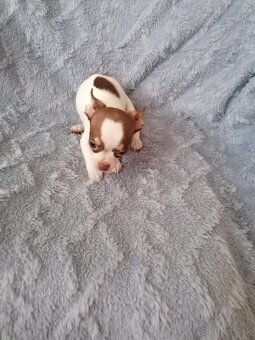 Čivava krátkosrstá - 5