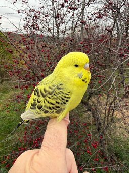 Andulka TCB mlada Maznačik - 5