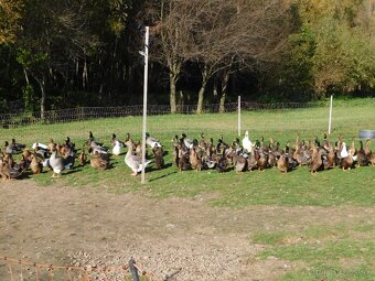 Predám ruanské kačky - 5