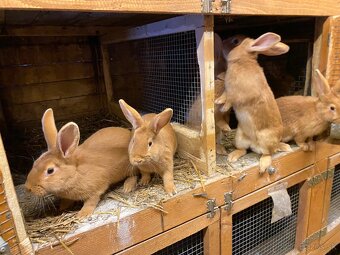 Burgundské králiky - 5