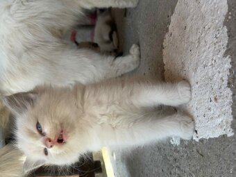 Predam cistokrvne Ragdoll maciatka - 5