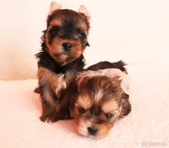 Yorkshire Terrier, York, Jork, Yorkshirsky teriér, šteniatka - 5