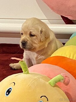Labrador žlté šteniatka s PP - 5