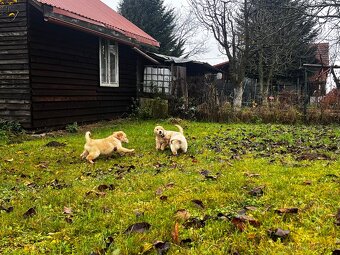 Zlatý retriver šteniatka - 5