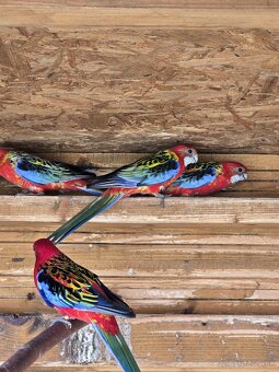 Rozela / rozela pestrá - 5