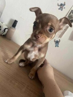 Čivava šteniatká 🐾 - 5