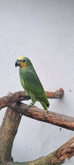 Predám samcov amazonana venezuelskeho - 5