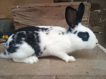 Predám králiky, zajace - 5