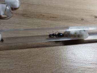 Mravce Camponutus ligniperda - 5