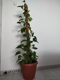 Potosovec - 5